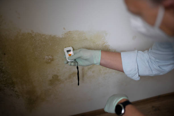 Best Crawl Space Mold Removal  in Tainter Lake, WI