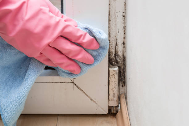 Best Attic Mold Removal  in Tainter Lake, WI